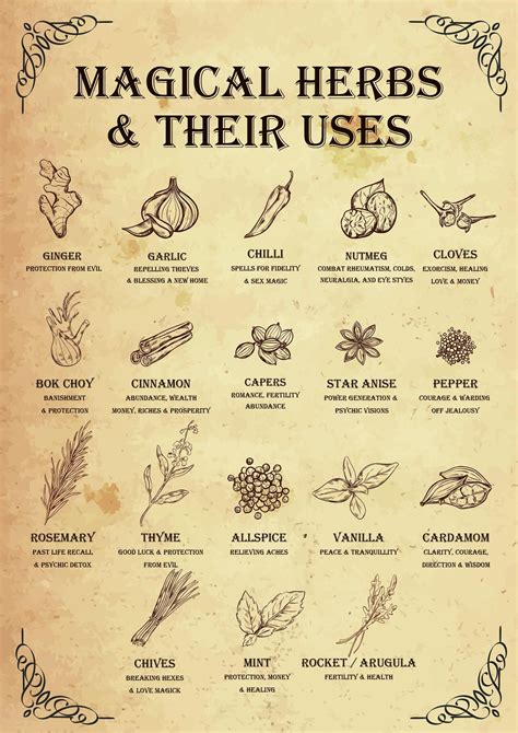 Herbs used in witchcraft and their meanings